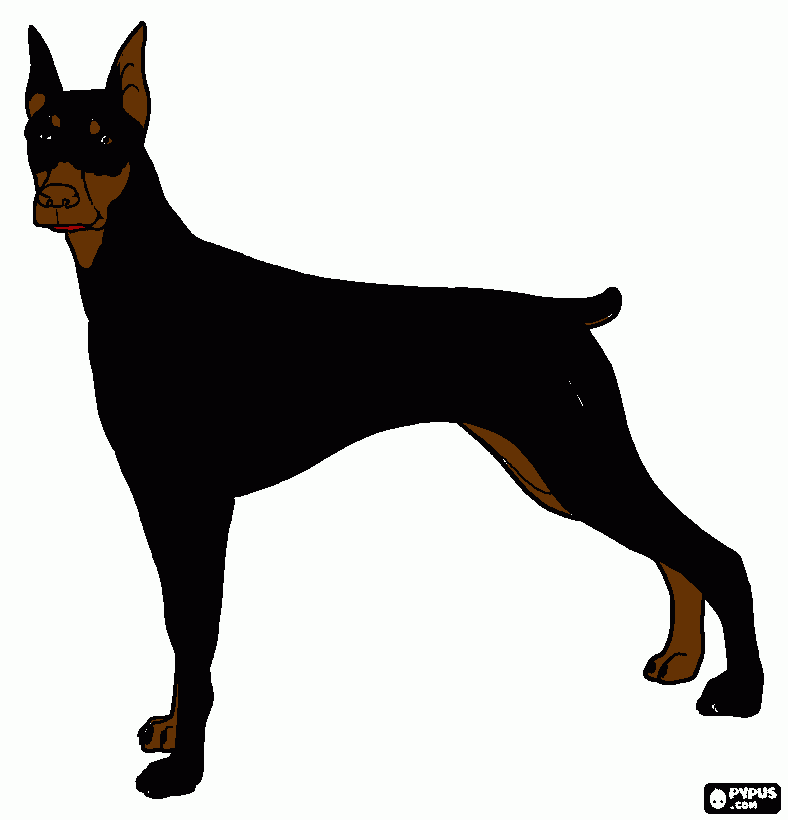 Cão Doberman para colorir e imprimir