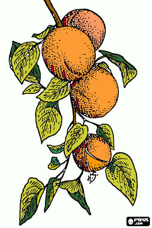 damasco ............... para colorir e imprimir