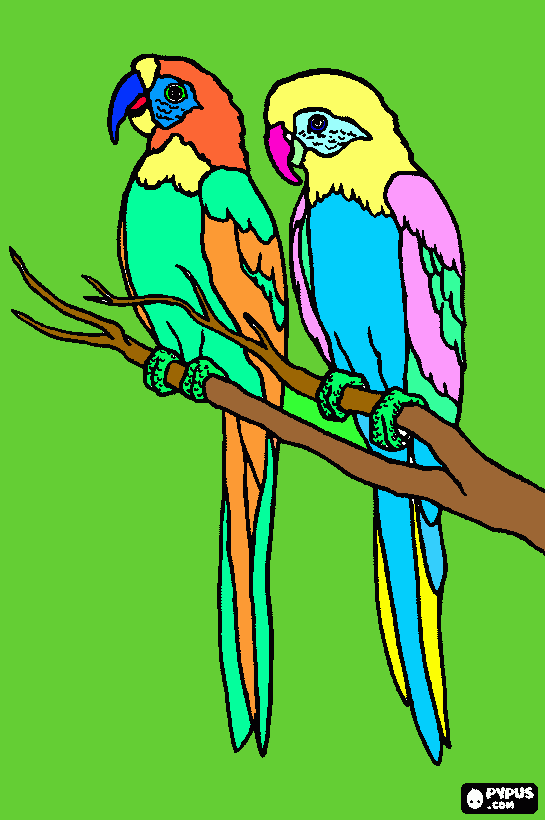 Desenho de casal de papagaio para colorir e imprimir