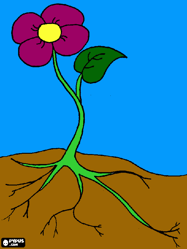 desenho de Pequena flor com sua folha e raízes para colorir e imprimir