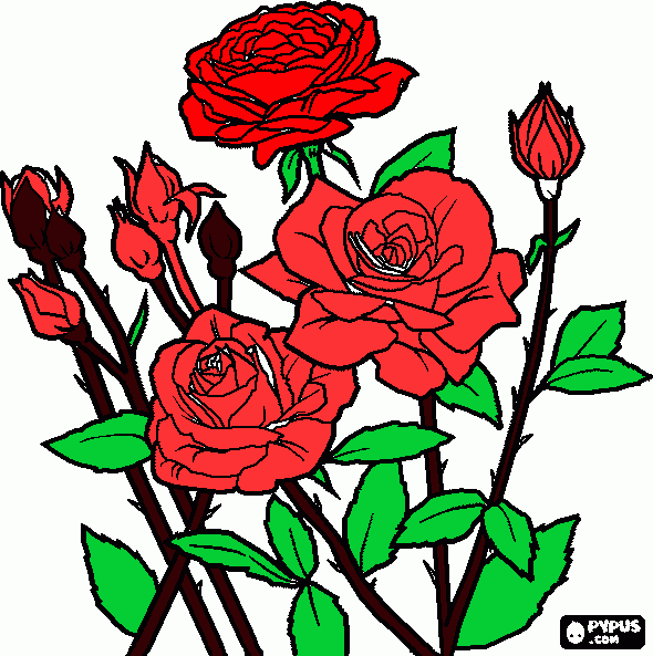 desenho de rosas abertas e fechadas para colorir e imprimir