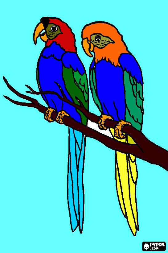 duas araras uma femea e um macho para colorir e imprimir