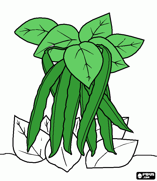 feijao verde para colorir e imprimir