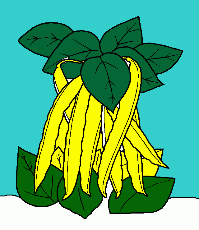 feijao para colorir e imprimir