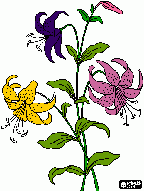 flor do lirio para colorir e imprimir