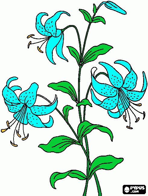 flores de lirio para colorir e imprimir