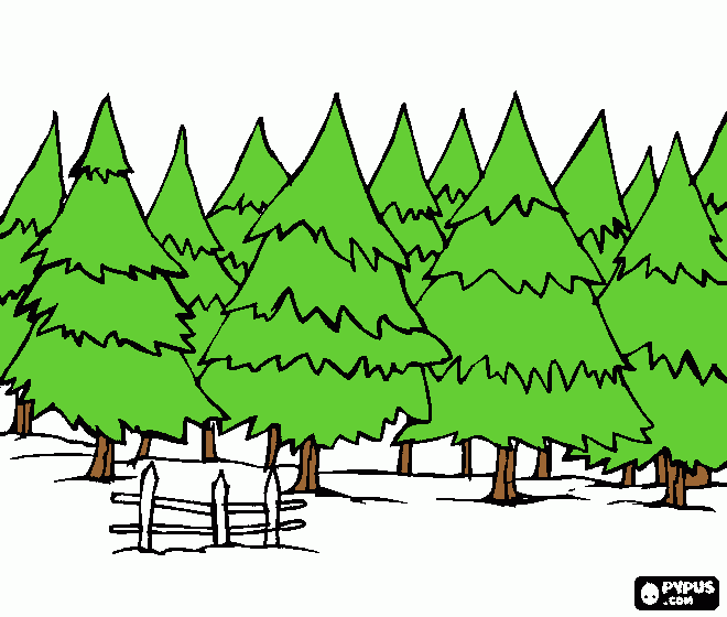 floresta pinheiro para colorir e imprimir