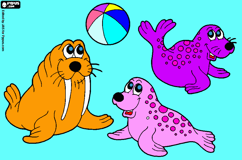 focas coloridas para imprimir desenho focas coloridas