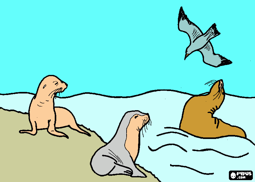 focas para colorir e imprimir