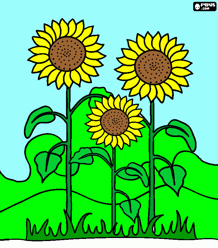 girassois em um jardim colorido para colorir e imprimir