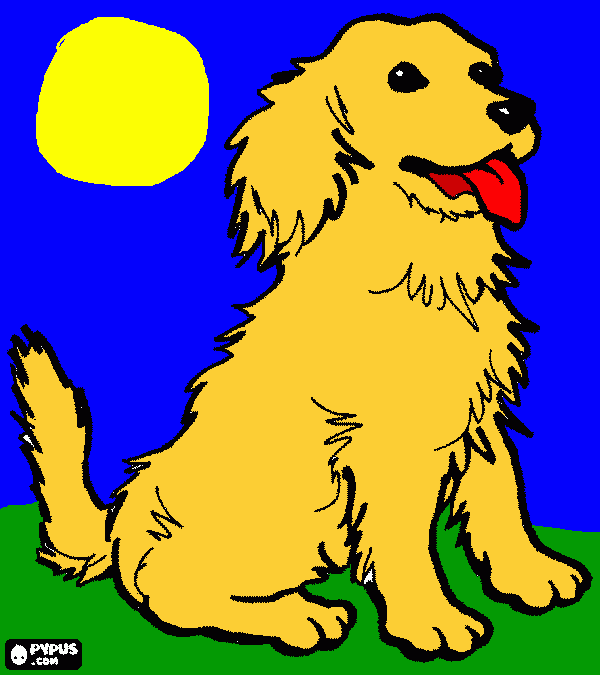 golden retriever para colorir e imprimir