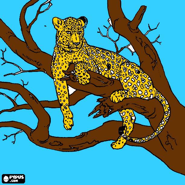 jaguar da mata branca para colorir e imprimir