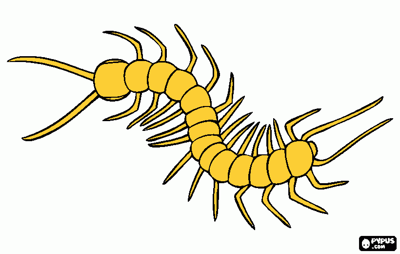 Lacraia para colorir e imprimir