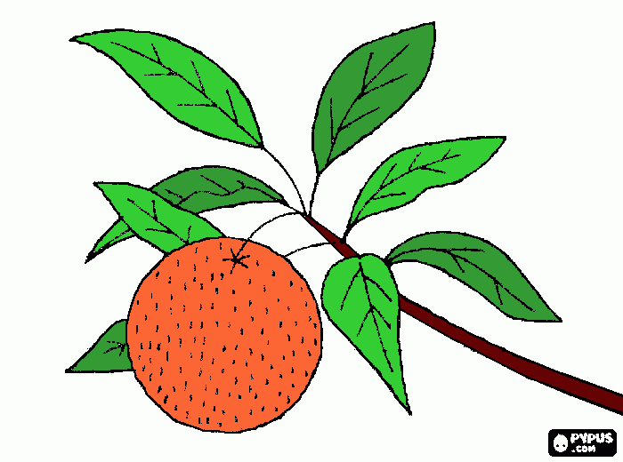 Laranjeira para colorir e imprimir