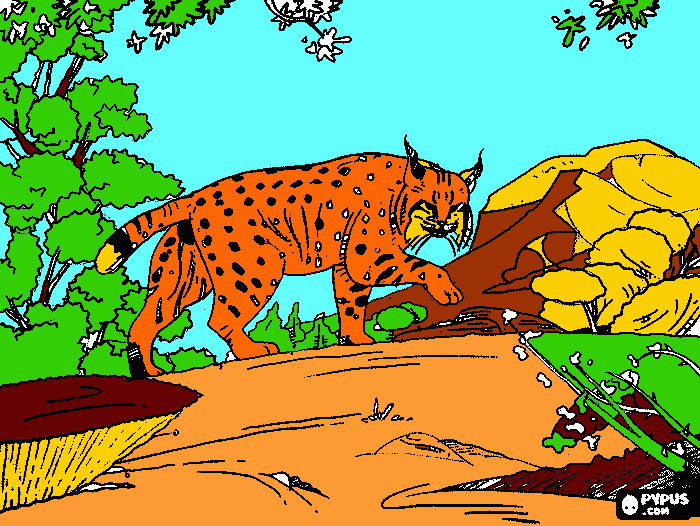 lince da montanha para colorir e imprimir