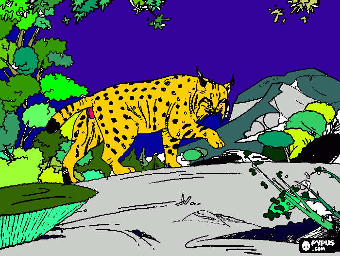 Lince Ibérico para colorir e imprimir