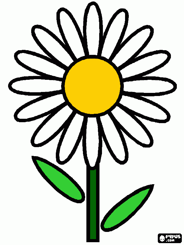 margarida branca para colorir e imprimir