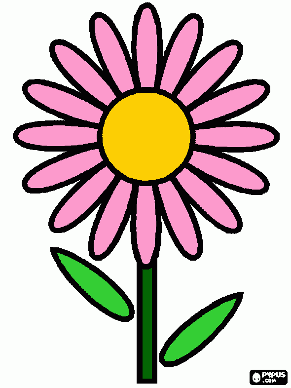 margarida rosa para colorir e imprimir