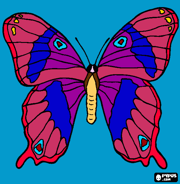minha borboleta mais linda do mundo para colorir e imprimir