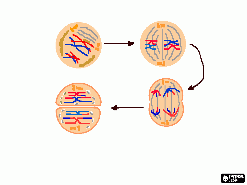 mitose  para colorir e imprimir