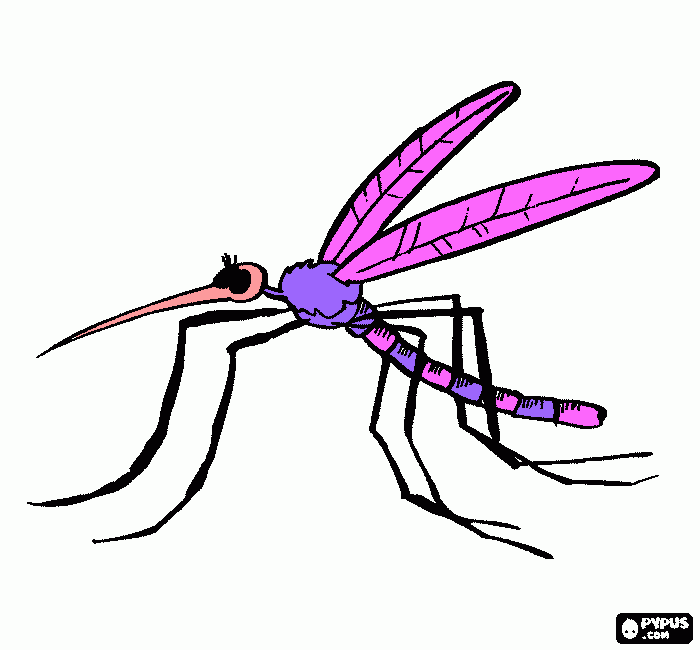 mosquito femea para colorir e imprimir