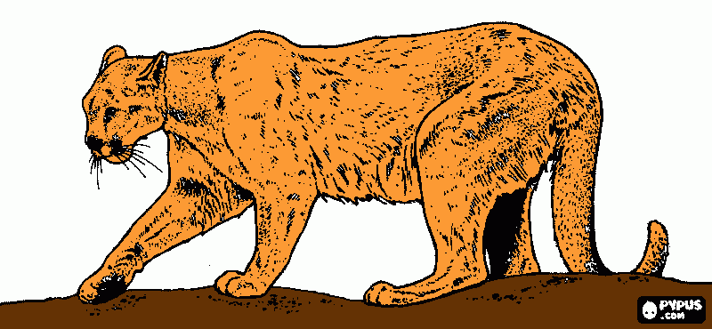 onça-parda para colorir e imprimir