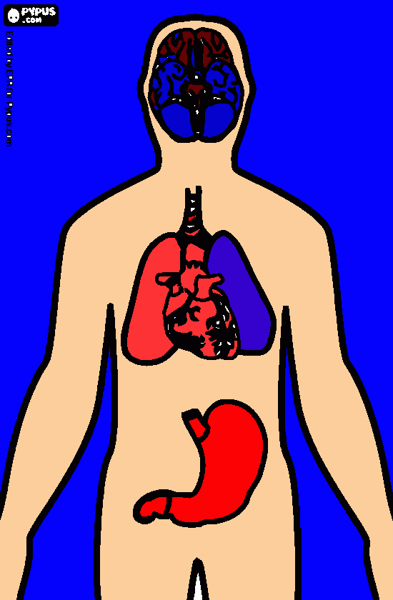 orgãos do corpo para colorir e imprimir
