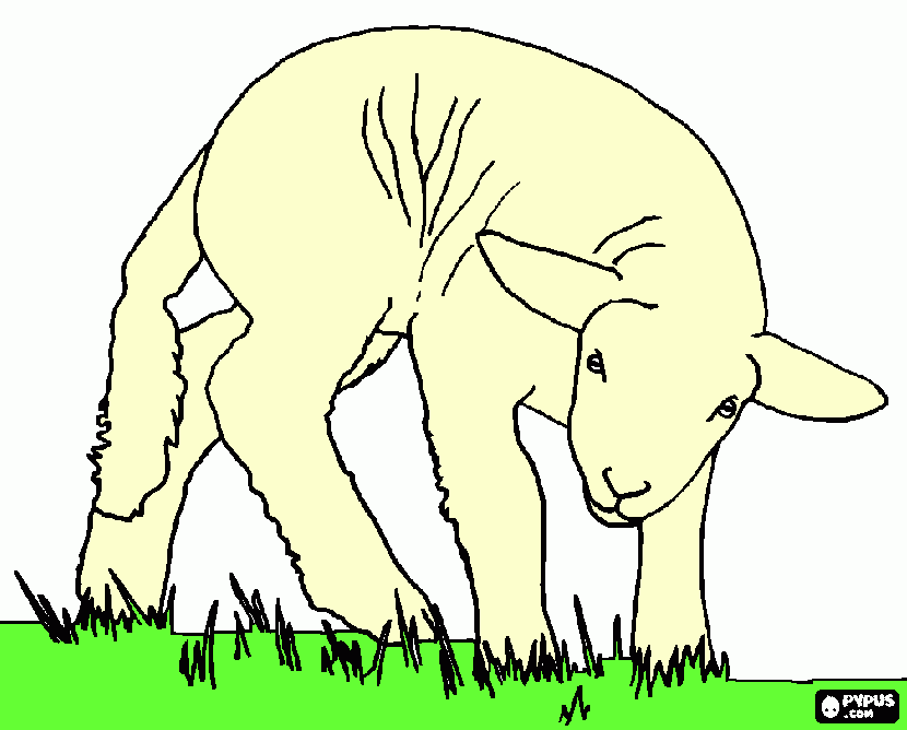 ovelha pintada para colorir e imprimir