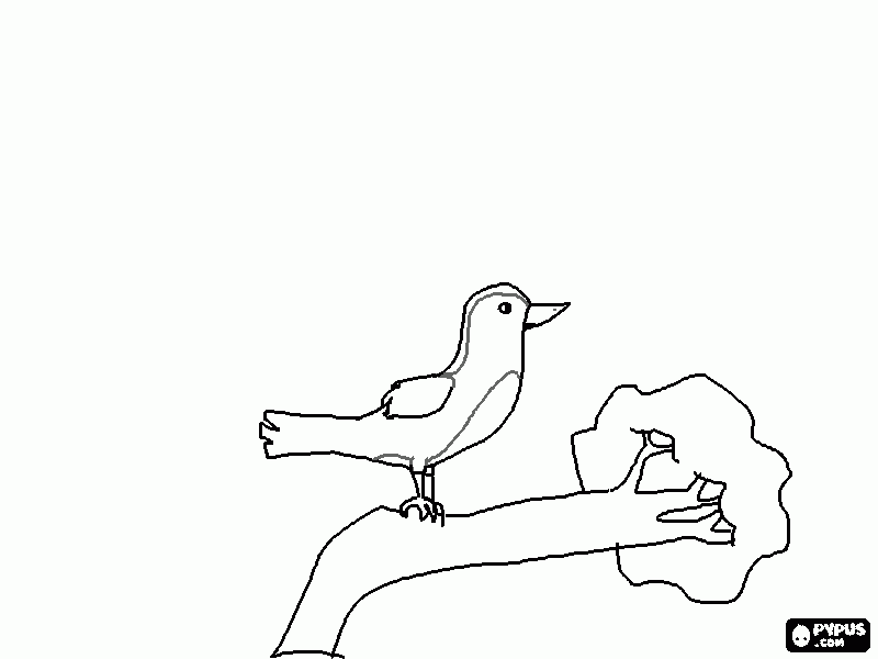pardal em um galho para colorir e imprimir