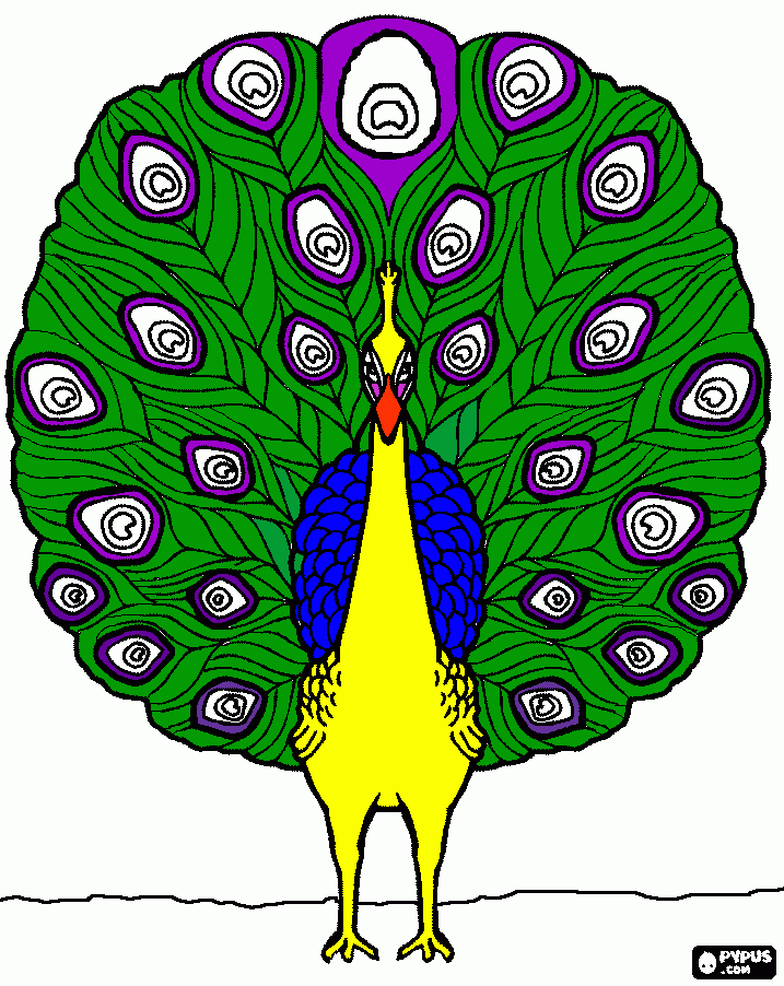 pavão verde,azul,amarelo e roxo para colorir e imprimir