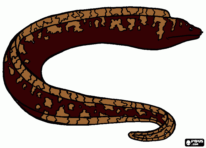 peixe eletrico para colorir e imprimir