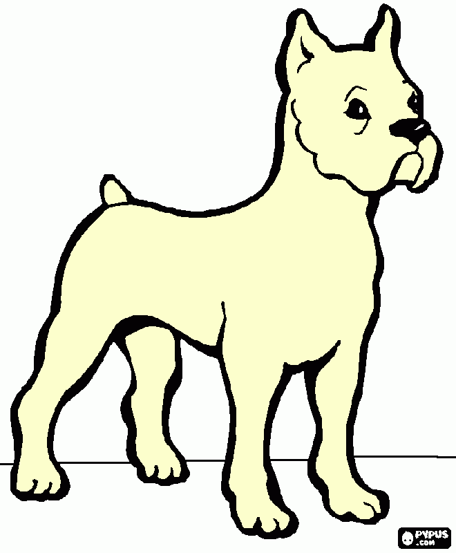 pit bull para colorir e imprimir