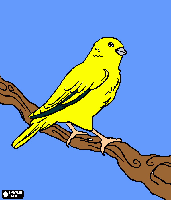 Pitico para colorir e imprimir