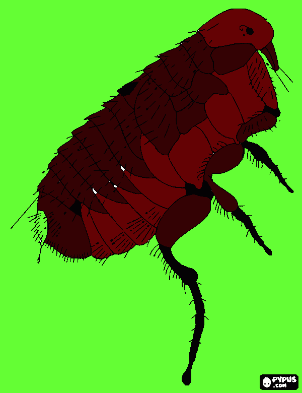 pulga para colorir e imprimir