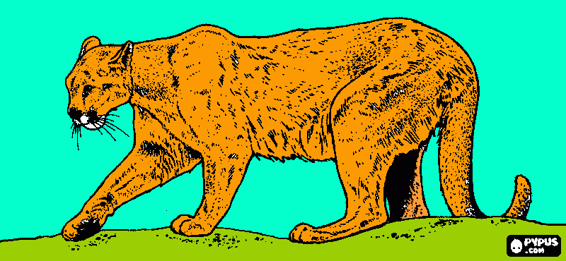 puma para colorir e imprimir