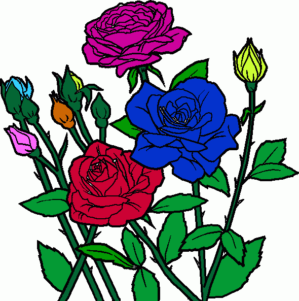 rosas coloridas para imprimir , desenho rosas coloridas