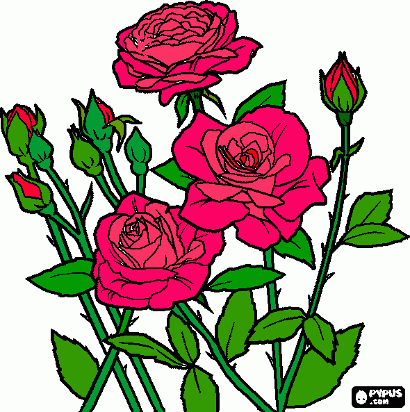 rosas e botoes de rosas para colorir e imprimir