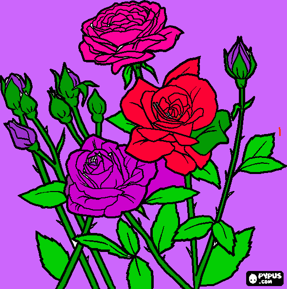 roseira para colorir e imprimir