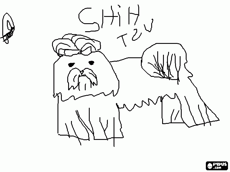 shih tzu feito por camila para colorir e imprimir