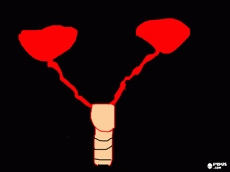 sistema reprodutor feminino para colorir e imprimir