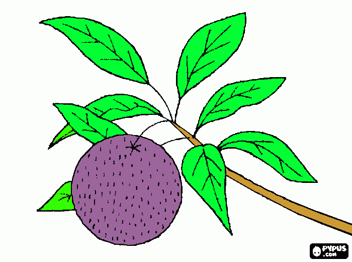 tangerina ...................... para colorir e imprimir