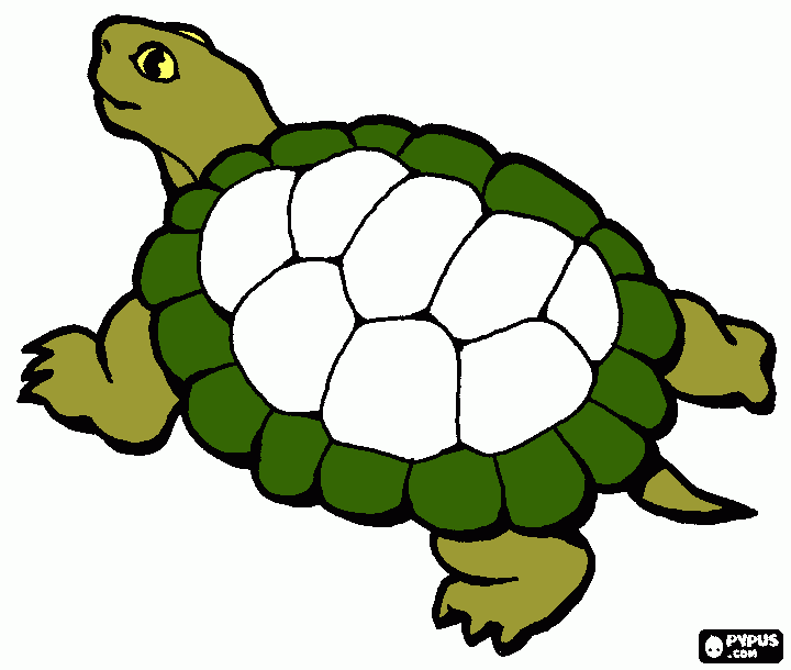 tartaruga pintada para colorir e imprimir