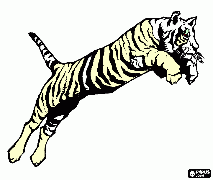 Tigre Branco para colorir e imprimir