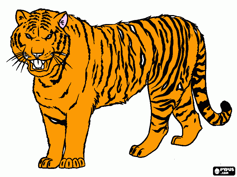 tigre  siberiano para colorir e imprimir