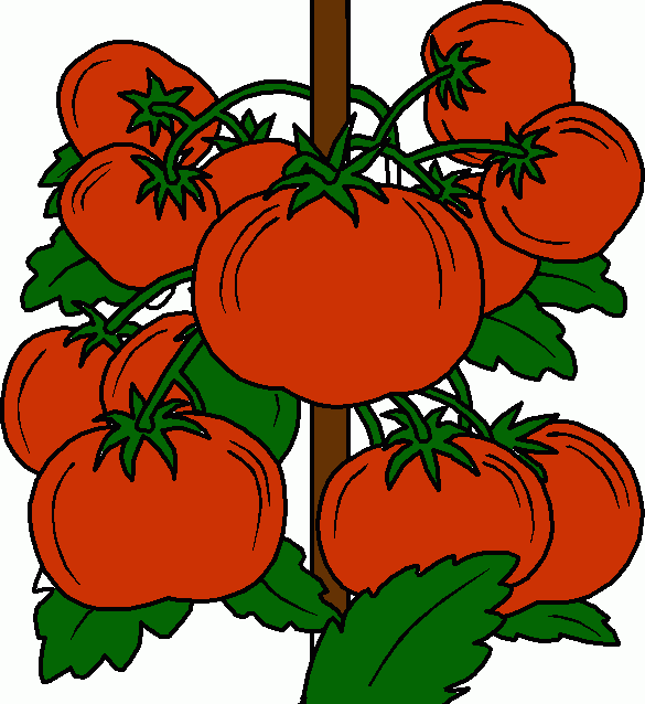 tomate para colorir e imprimir