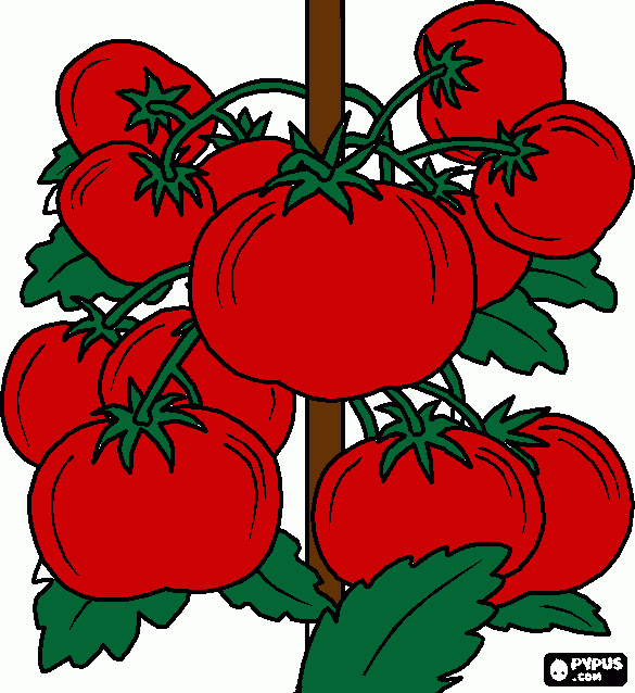 tomates para colorir e imprimir