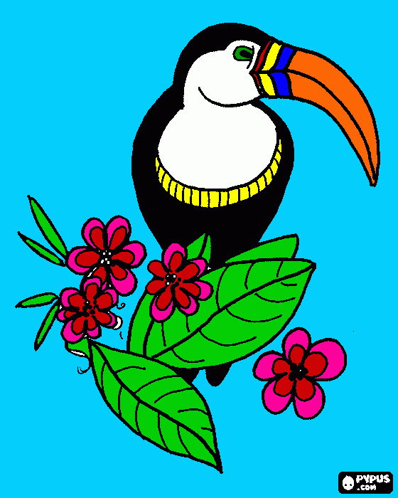 tucano colorido para colorir e imprimir