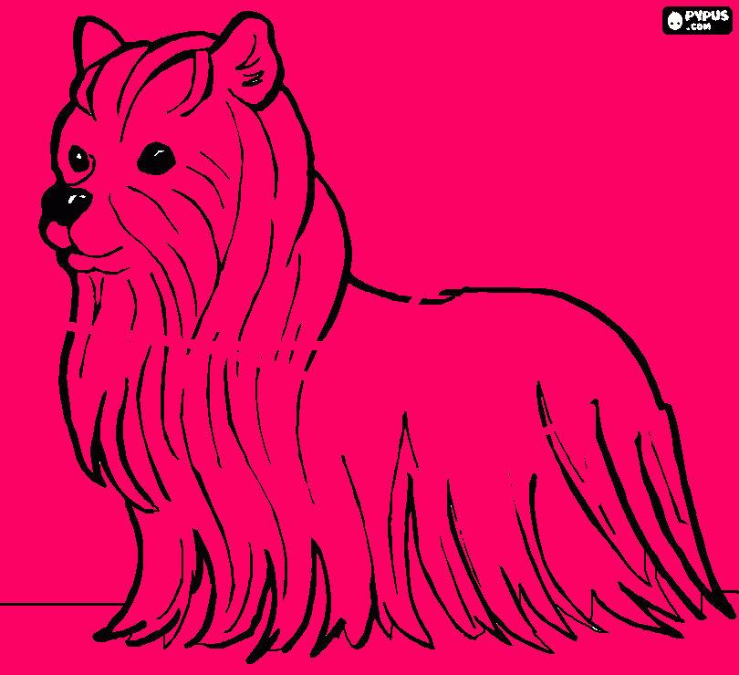 um cachorro lindo para colorir e imprimir