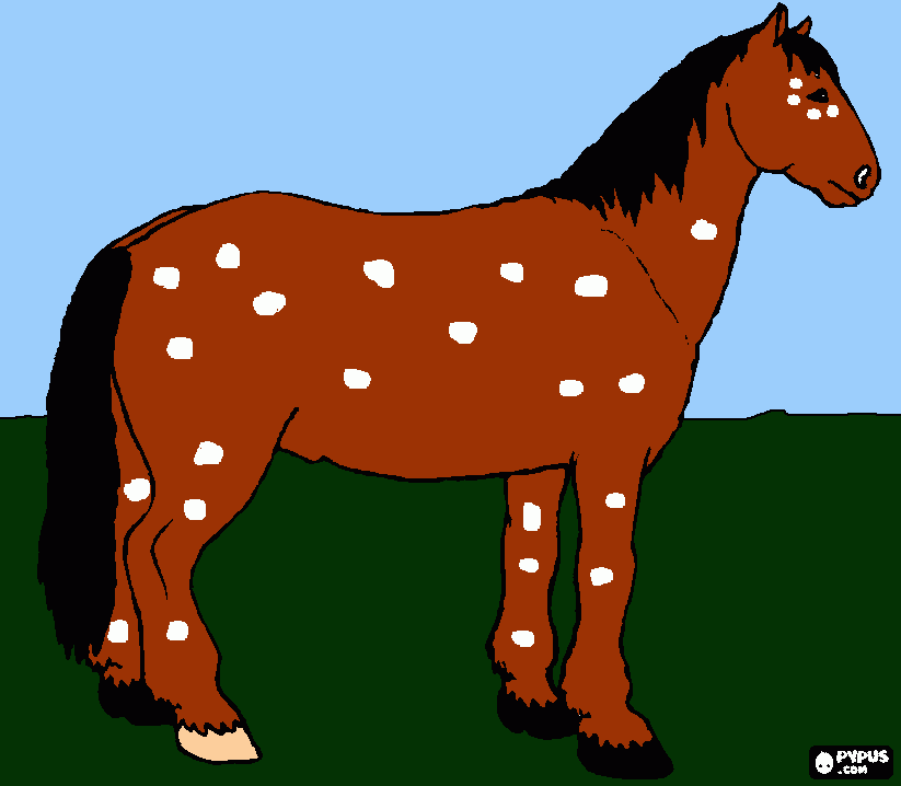 um cavalo appaluza para colorir e imprimir