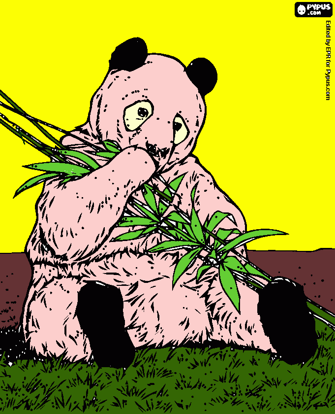 urso banda para colorir e imprimir